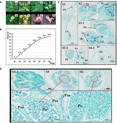 Flower development and a functional analysis of related genes in Impatiens uliginosa